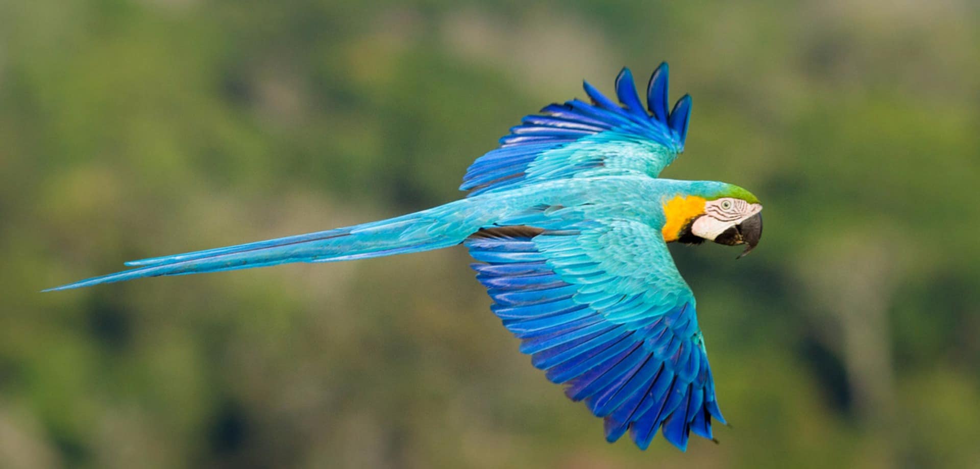 Cristalino lodge arara caninde